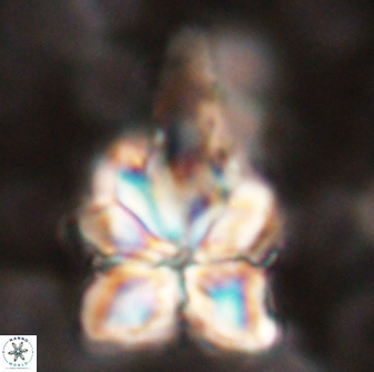 Sphenolithus asper 58625