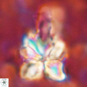Sphenolithus asper 58626