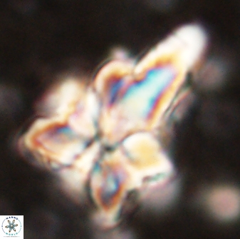 Sphenolithus asper 58629