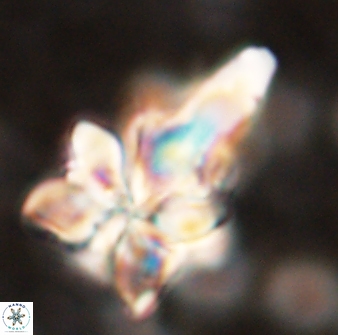 Sphenolithus asper 58632