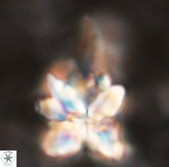 Sphenolithus asper 58633