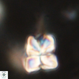 Sphenolithus asper 69099