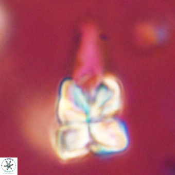 Sphenolithus asper 69100