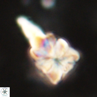 Sphenolithus asper 69102