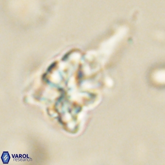 Sphenolithus asper 69105