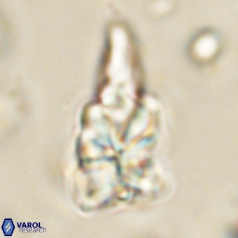 Sphenolithus asper 69106