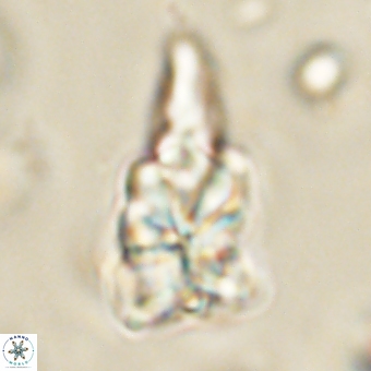 Sphenolithus asper 69106