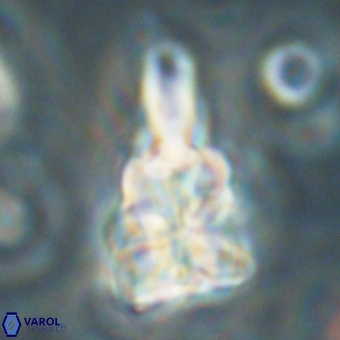 Sphenolithus asper 69109