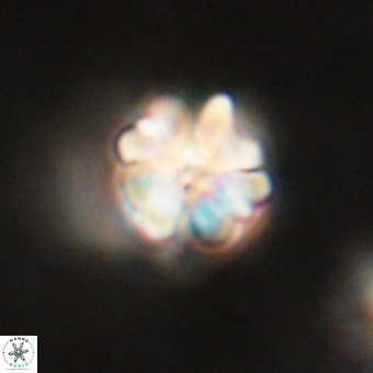 Sphenolithus asper 69117