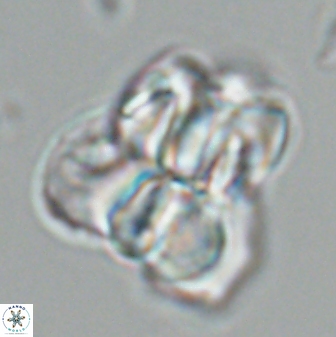 Sphenolithus atlandicus 25900