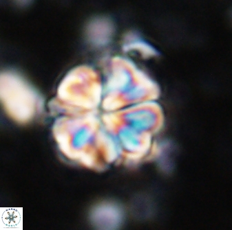 Sphenolithus bouketo 42887