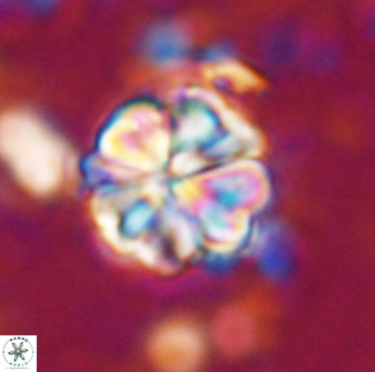 Sphenolithus bouketo 42888