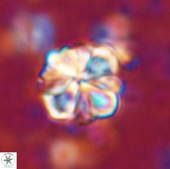 Sphenolithus bouketo 42889
