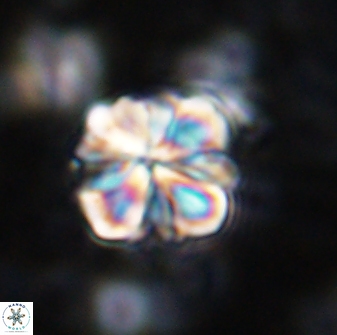 Sphenolithus bouketo 42890