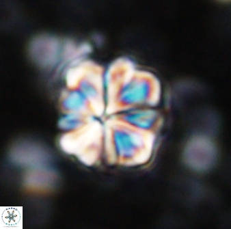 Sphenolithus bouketo 42891