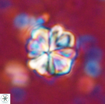 Sphenolithus bouketo 42892