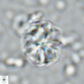 Sphenolithus bouketo 42893