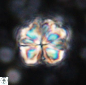 Sphenolithus bouketo 42907