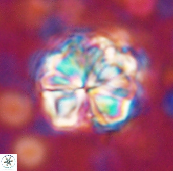 Sphenolithus bouketo 42908