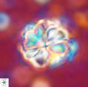 Sphenolithus bouketo 42909