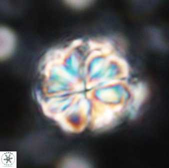 Sphenolithus bouketo 42910