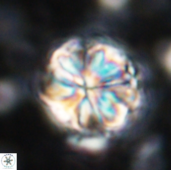 Sphenolithus bouketo 42911