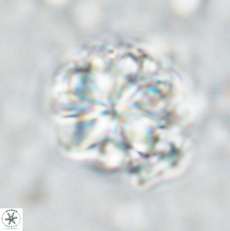 Sphenolithus bouketo 42913