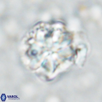 Sphenolithus bouketo 42914