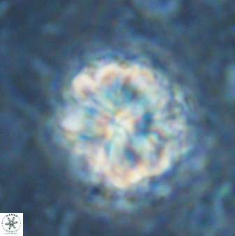 Sphenolithus bouketo 42917