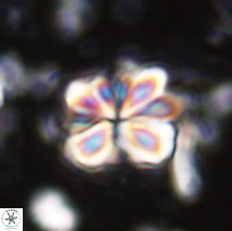 Sphenolithus bouketo 43145