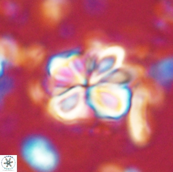 Sphenolithus bouketo 43146