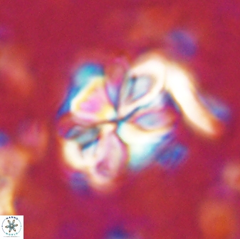 Sphenolithus bouketo 43147