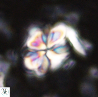 Sphenolithus bouketo 43148