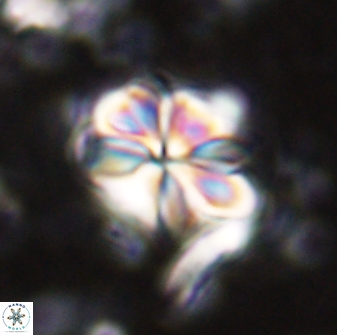 Sphenolithus bouketo 43149
