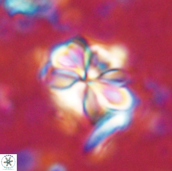Sphenolithus bouketo 43150