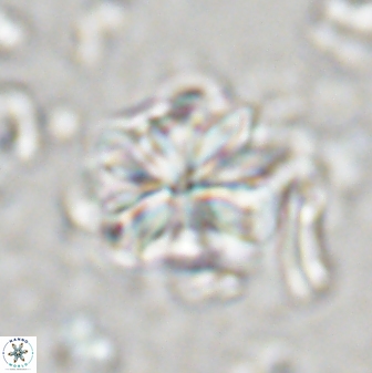 Sphenolithus bouketo 43152