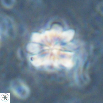 Sphenolithus bouketo 43153