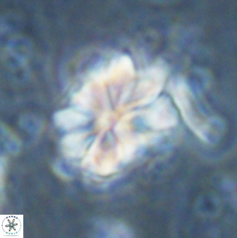 Sphenolithus bouketo 43154