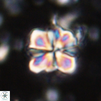 Sphenolithus bouketo 43188