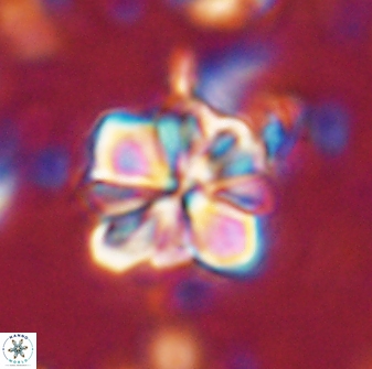 Sphenolithus bouketo 43189