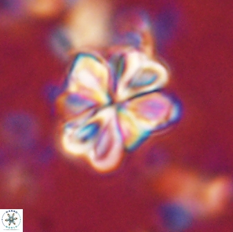 Sphenolithus bouketo 43190