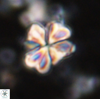 Sphenolithus bouketo 43191