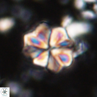 Sphenolithus bouketo 43192