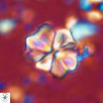 Sphenolithus bouketo 43193