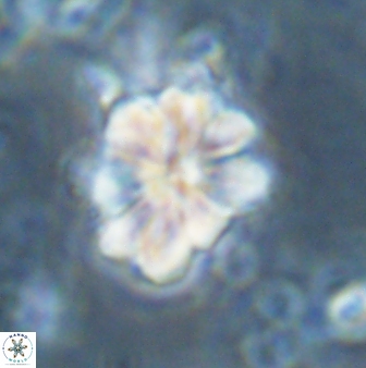 Sphenolithus bouketo 43197