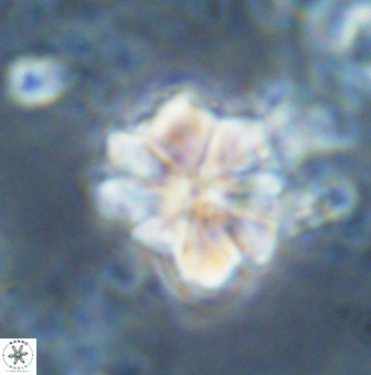 Sphenolithus bouketo 43199