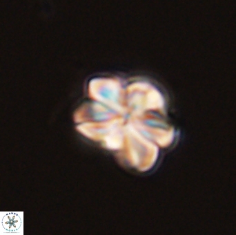 Sphenolithus bouketo 43991