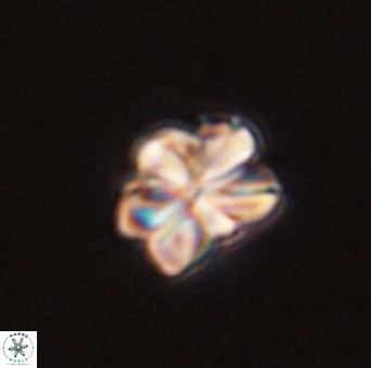 Sphenolithus bouketo 43995