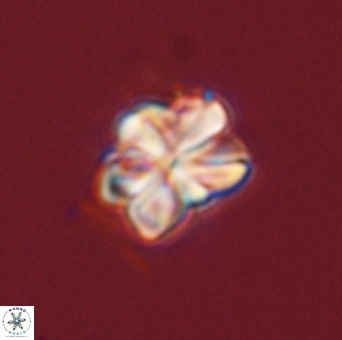 Sphenolithus bouketo 43996