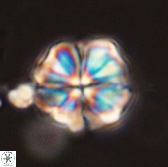 Sphenolithus bouketo 44206